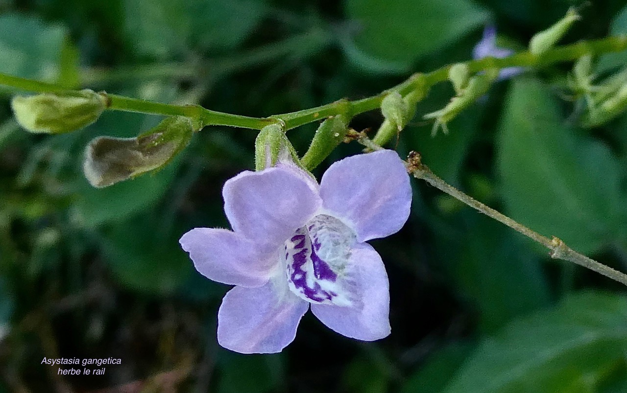 Asystasia gangetica.herbe lle rail.acanthaceae.amphinaturalisé.espèce envahissante..jpeg