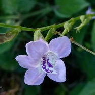 Asystasia gangetica.herbe lle rail.acanthaceae.amphinaturalisé.espèce envahissante..jpeg