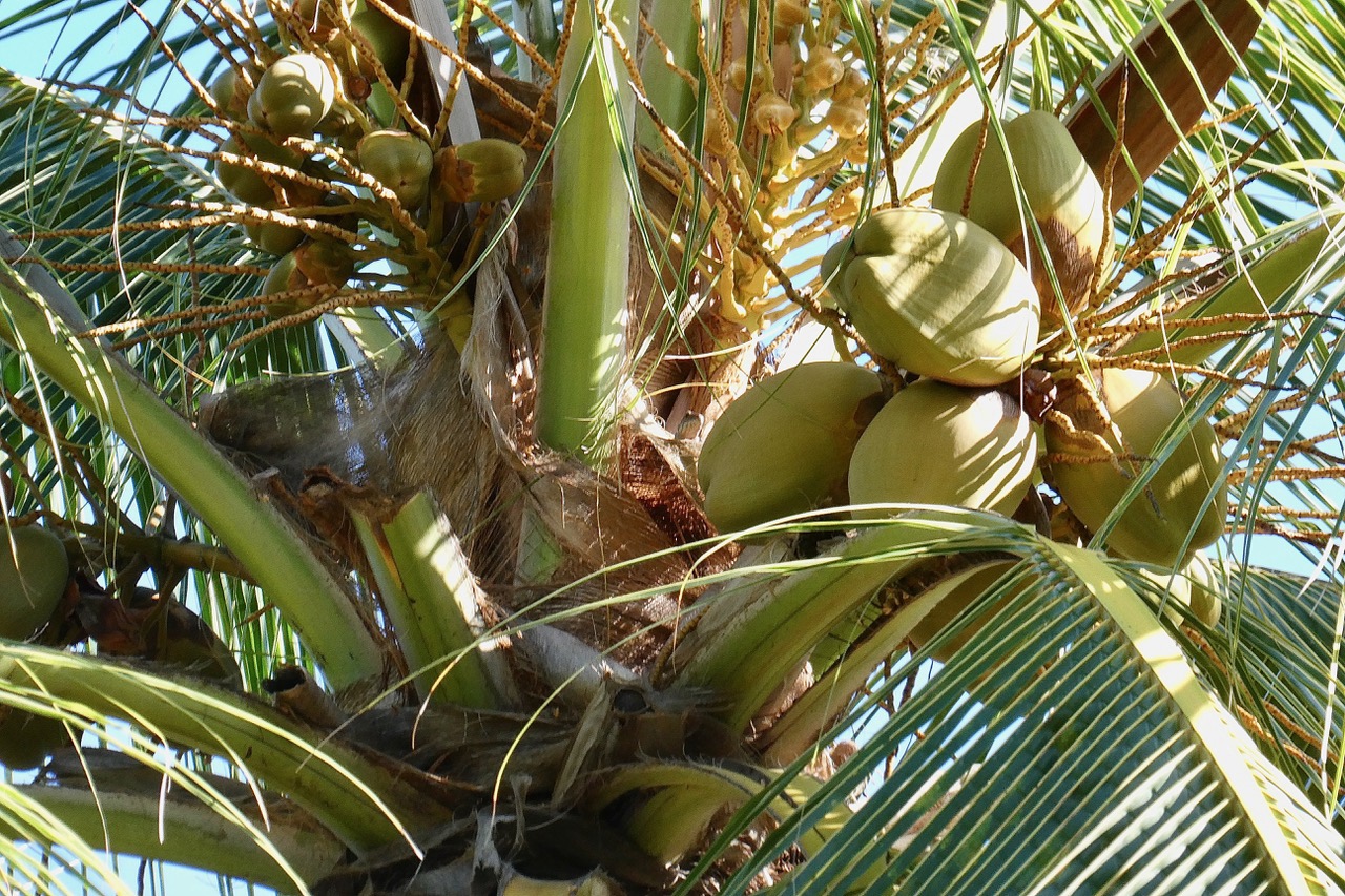 Cocos nucifera L.cocotier.arecaceae.espèce cultivée. (1).jpeg