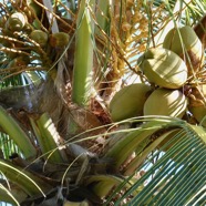 Cocos nucifera L.cocotier.arecaceae.espèce cultivée. (1).jpeg