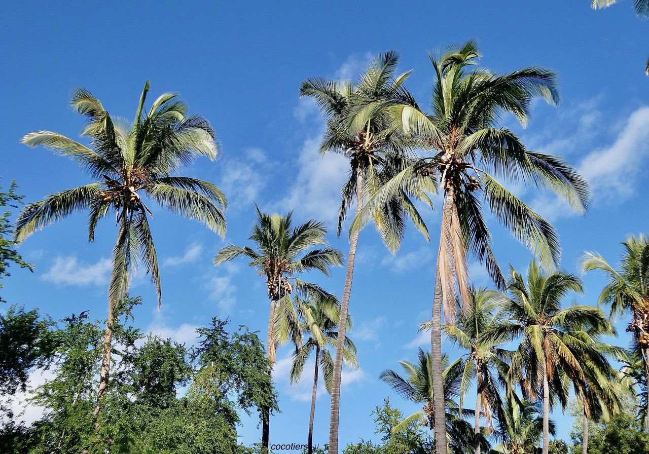 Cocos nucifera L.cocotier.arecaceae.espèce cultivée. (2).jpeg