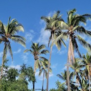 Cocos nucifera L.cocotier.arecaceae.espèce cultivée. (2).jpeg