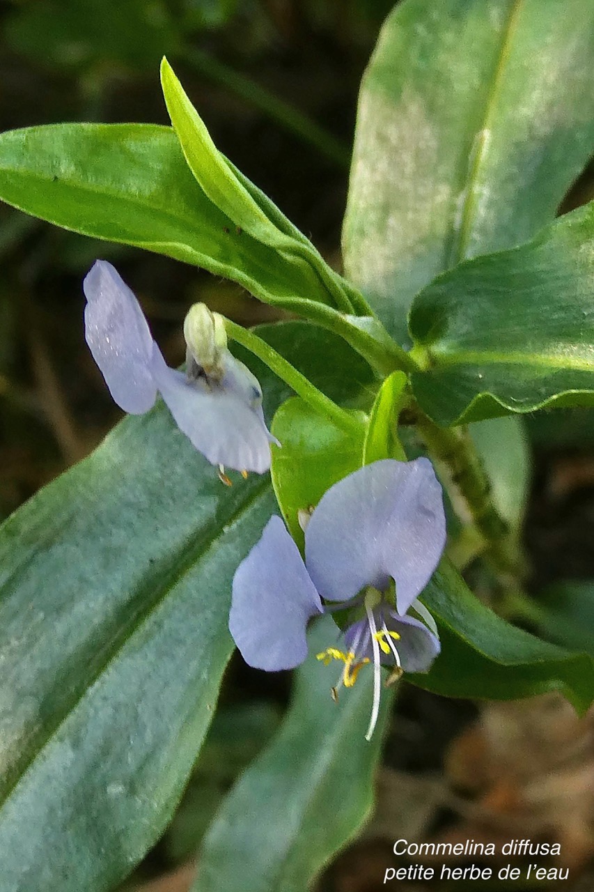 Commelina diffusa Burm.f.petite herbe de l’eau.commelinaceae.indigène Réunion ? (1).jpeg