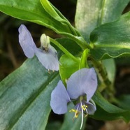 Commelina diffusa Burm.f.petite herbe de l’eau.commelinaceae.indigène Réunion ? (1).jpeg