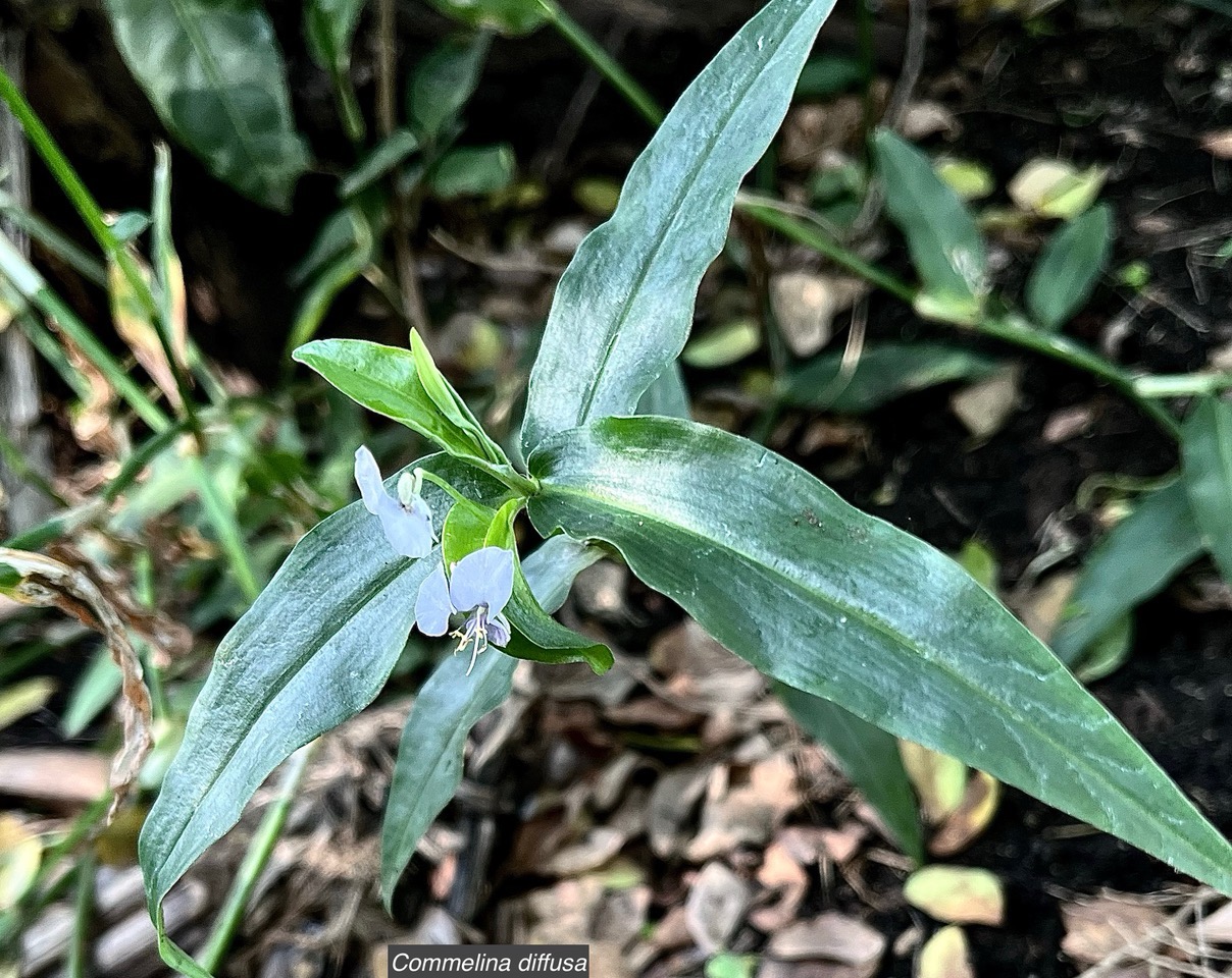 Commelina diffusa Burm.f.petite herbe de l’eau.commelinaceae.indigène Réunion ? (2).jpeg