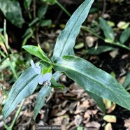 Commelina diffusa Burm.f.petite herbe de l’eau.commelinaceae.indigène Réunion ? (2).jpeg