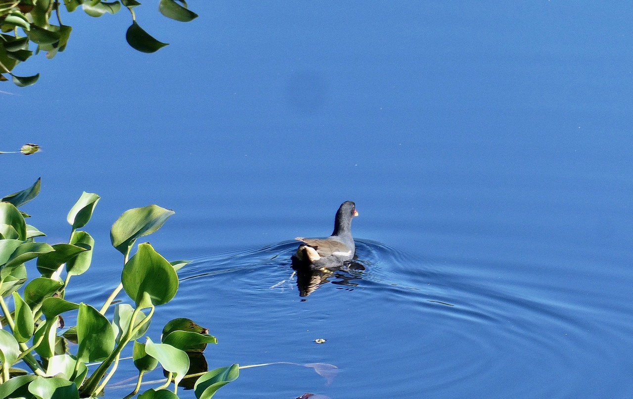 Gallinula chloropus.poule d'eau .rallidae (2).jpeg