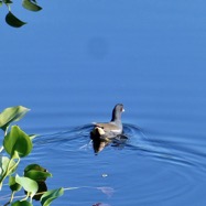 Gallinula chloropus.poule d'eau .rallidae (2).jpeg