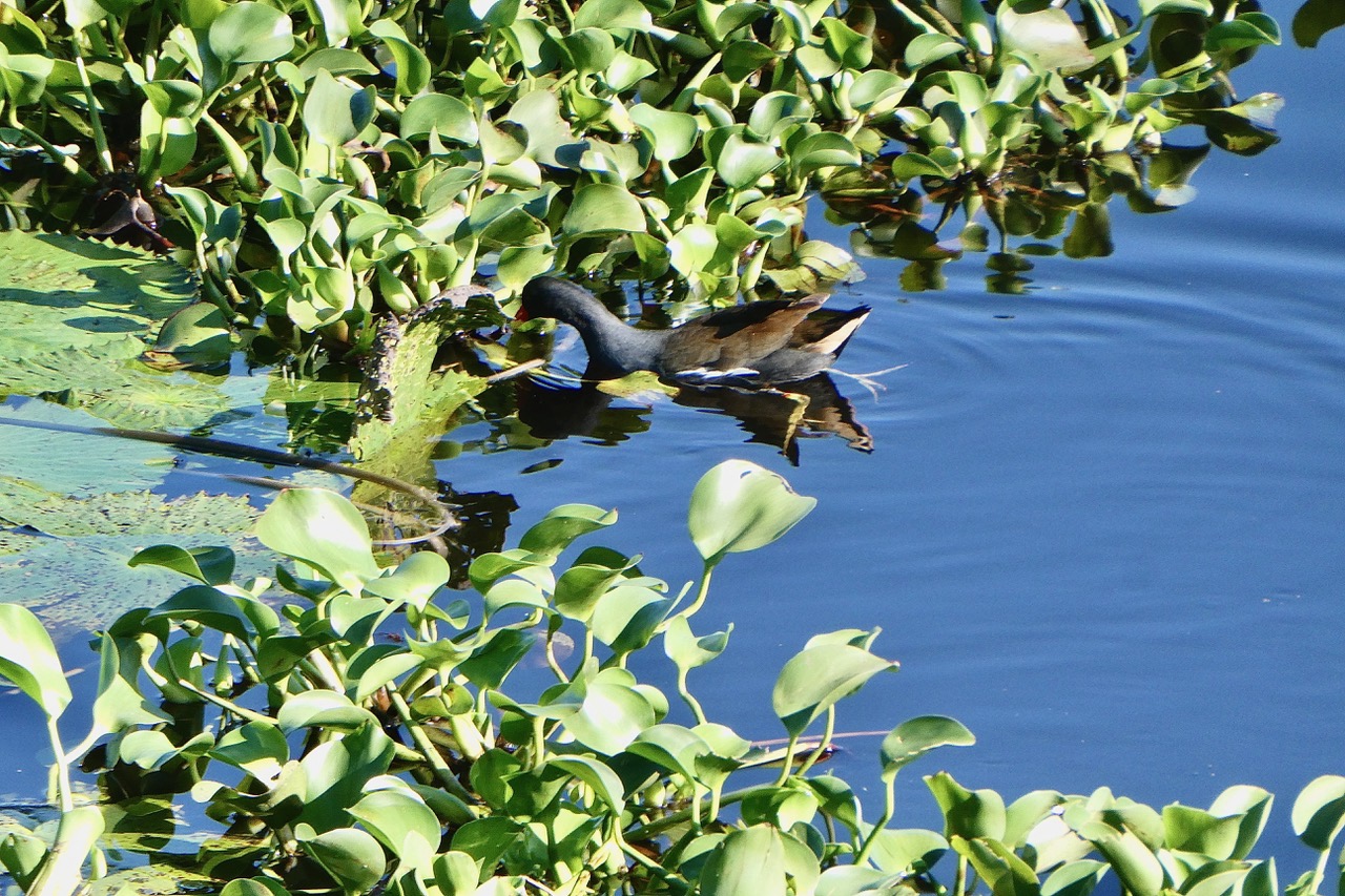 Gallinula chloropus.poule d'eau .rallidae.jpeg