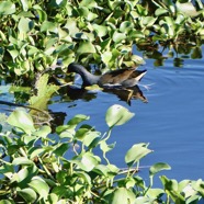 Gallinula chloropus.poule d'eau .rallidae.jpeg