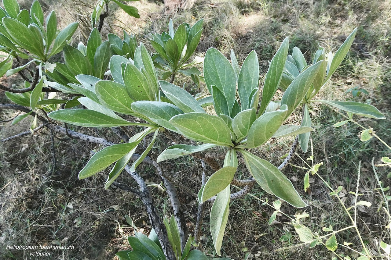 Heliotropium foertherianum.Diane et Hilger.veloutier.veloutier bord de mer.heliotropiaceae.indigène Réunion. (1).jpeg