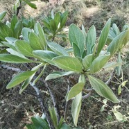 Heliotropium foertherianum.Diane et Hilger.veloutier.veloutier bord de mer.heliotropiaceae.indigène Réunion. (1).jpeg