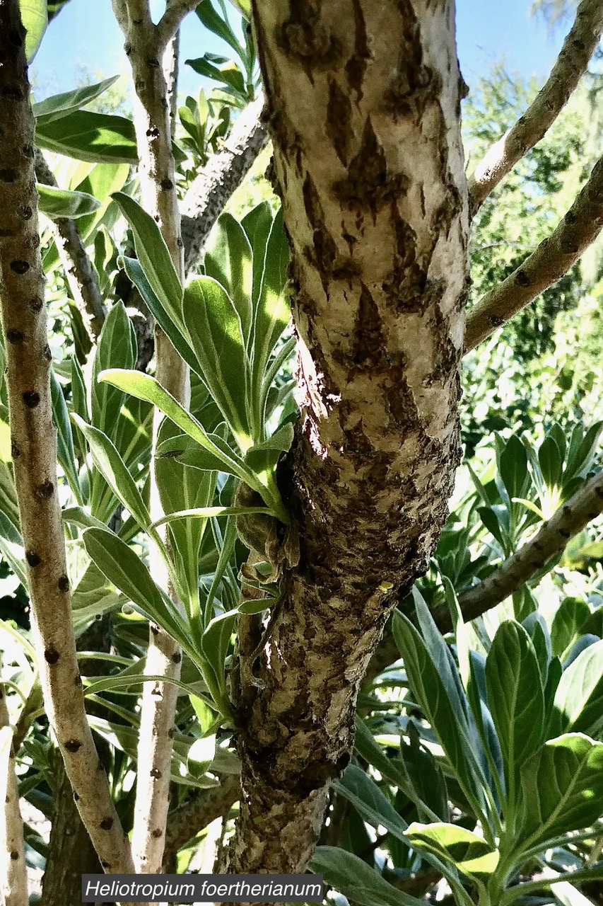 Heliotropium foertherianum.Diane et Hilger.veloutier.veloutier bord de mer.heliotropiaceae.indigène Réunion. (2).jpeg