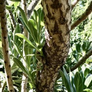 Heliotropium foertherianum.Diane et Hilger.veloutier.veloutier bord de mer.heliotropiaceae.indigène Réunion. (2).jpeg