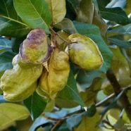 Heritiera littoralis.toto margot.( fruits ) malvaceae.espèce cultivée..jpeg