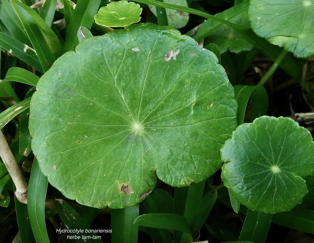 Hydrocotyle bonariensis Lam.herbe tam-tam.araliaceae.amphinaturalisé. (1).jpeg