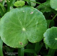 Hydrocotyle bonariensis Lam.herbe tam-tam.araliaceae.amphinaturalisé. (1).jpeg