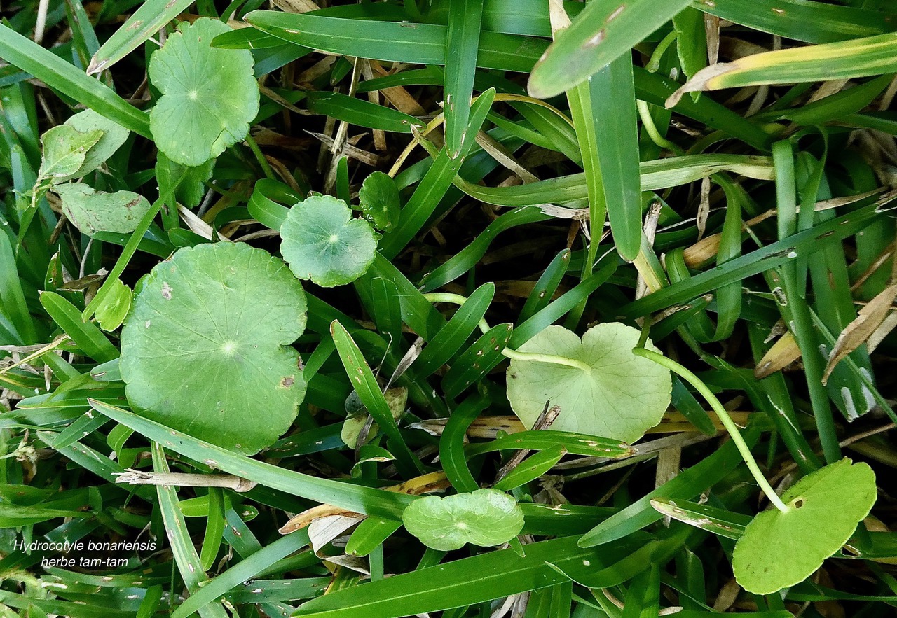 Hydrocotyle bonariensis Lam.herbe tam-tam.araliaceae.amphinaturalisé..jpeg