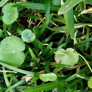 Hydrocotyle bonariensis Lam.herbe tam-tam.araliaceae.amphinaturalisé..jpeg