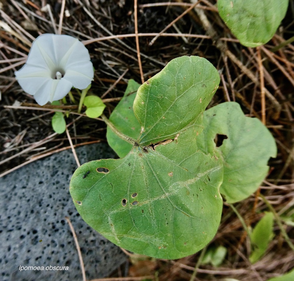 Ipomoea obscura.ipomée obscure.convolvulaceae.amphinaturalisé.espèce envahissante..jpeg