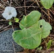 Ipomoea obscura.ipomée obscure.convolvulaceae.amphinaturalisé.espèce envahissante..jpeg