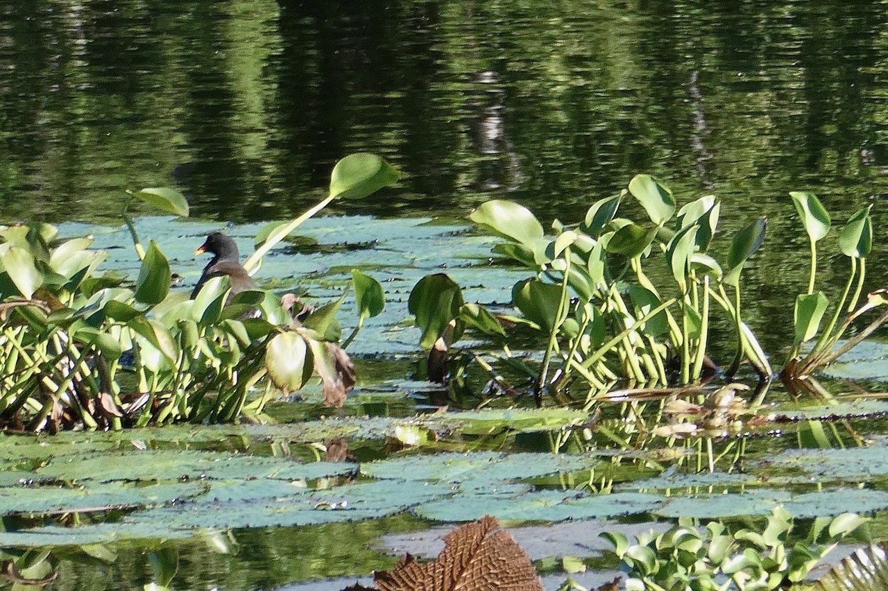 jeu de cache -cache avec la poule d'eau.jpeg