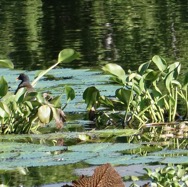 jeu de cache -cache avec la poule d'eau.jpeg