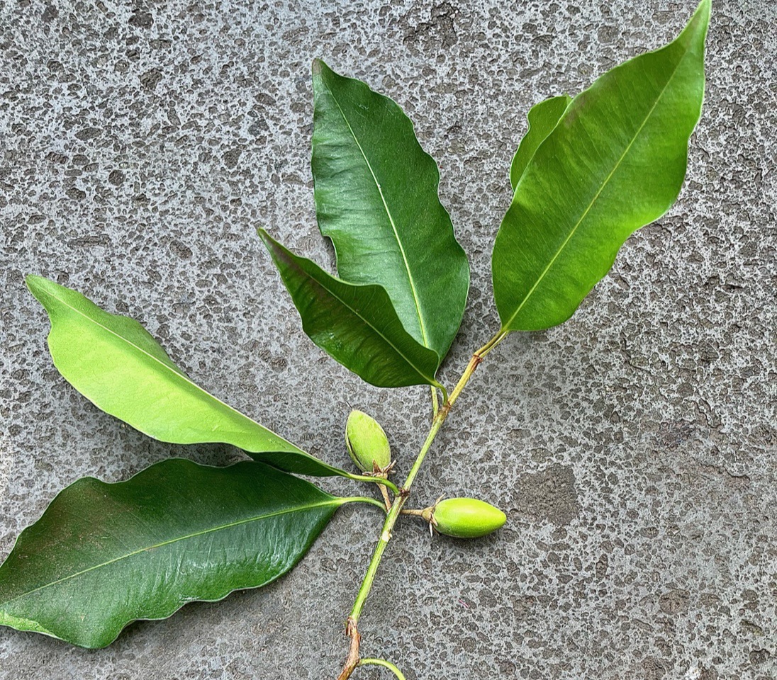 Mimusops elengi L. coing de Chine.( avec fruits verts ) sapotaceae. espèce cultivée..jpeg