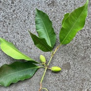 Mimusops elengi L. coing de Chine.( avec fruits verts ) sapotaceae. espèce cultivée..jpeg