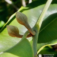 Mimusops elengi L. coing de Chine.( boutons floraux ) sapotaceae. espèce cultivée..jpeg