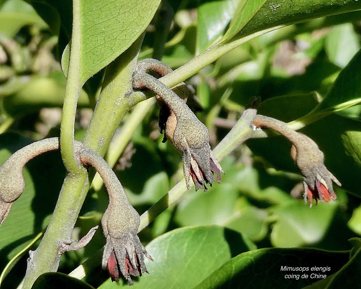 Mimusops elengi L. coing de Chine.sapotaceae. espèce cultivée. (1).jpeg