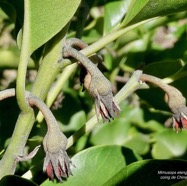 Mimusops elengi L. coing de Chine.sapotaceae. espèce cultivée. (1).jpeg