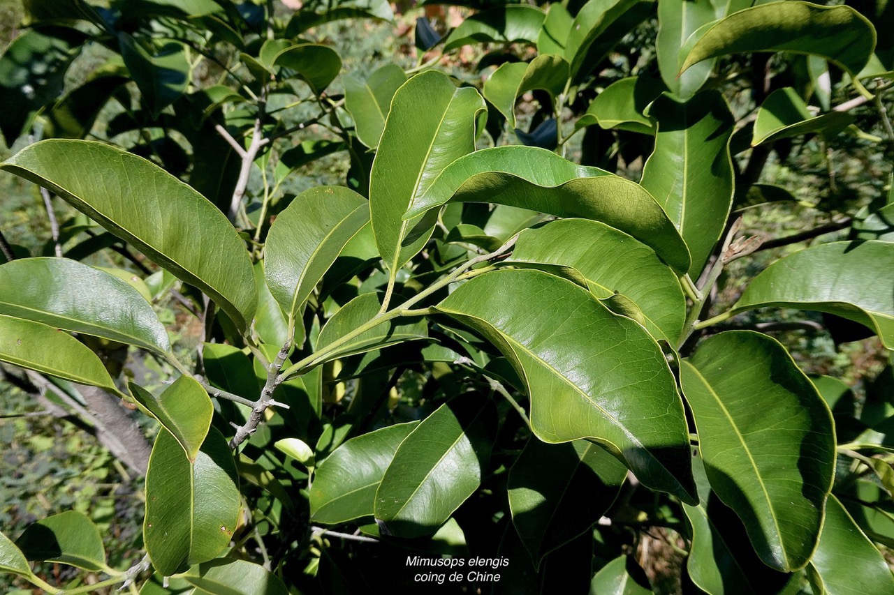 Mimusops elengi L. coing de Chine.sapotaceae. espèce cultivée. (2).jpeg