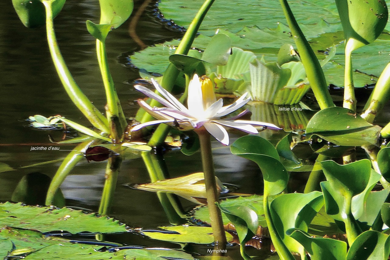 Nymphaea sp.nymphaeaceae.stenonaturalisé.  Pistia stratiotes.laitue d’eau.araceae.et Pontederia crassipes.( Eichhornia crassipes ) jacinthe d’eau. (1).jpeg