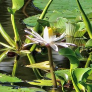 Nymphaea sp.nymphaeaceae.stenonaturalisé.  Pistia stratiotes.laitue d’eau.araceae.et Pontederia crassipes.( Eichhornia crassipes ) jacinthe d’eau. (1).jpeg