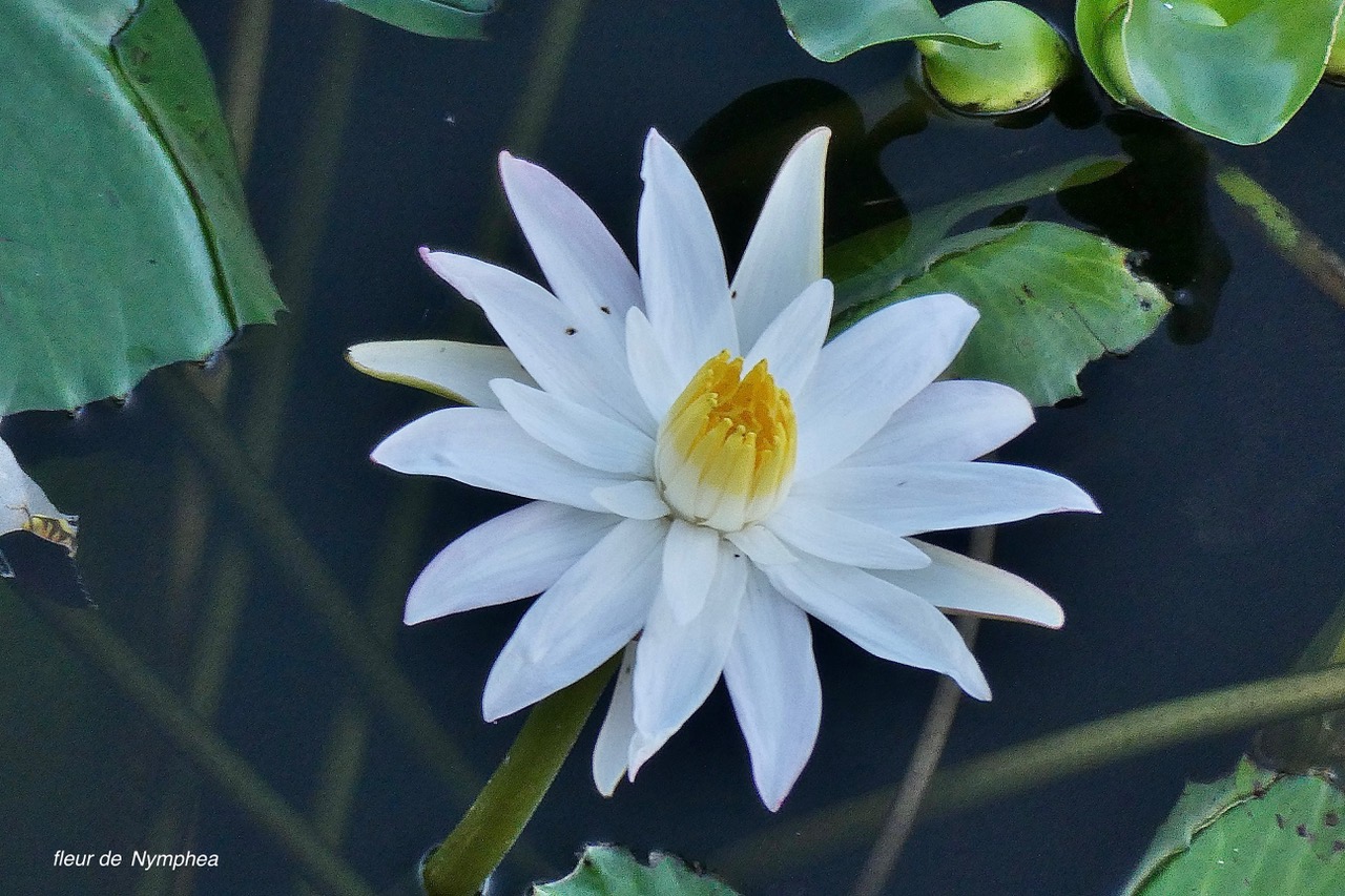 Nymphaea sp.nymphaeaceae.stenonaturalisé..jpeg