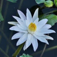 Nymphaea sp.nymphaeaceae.stenonaturalisé..jpeg