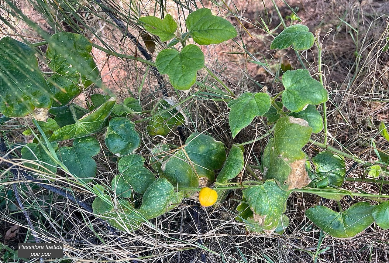 Passiflora foetida.poc-poc.Ti grenadelle.passifloraceae.espèce envahissante;.jpeg