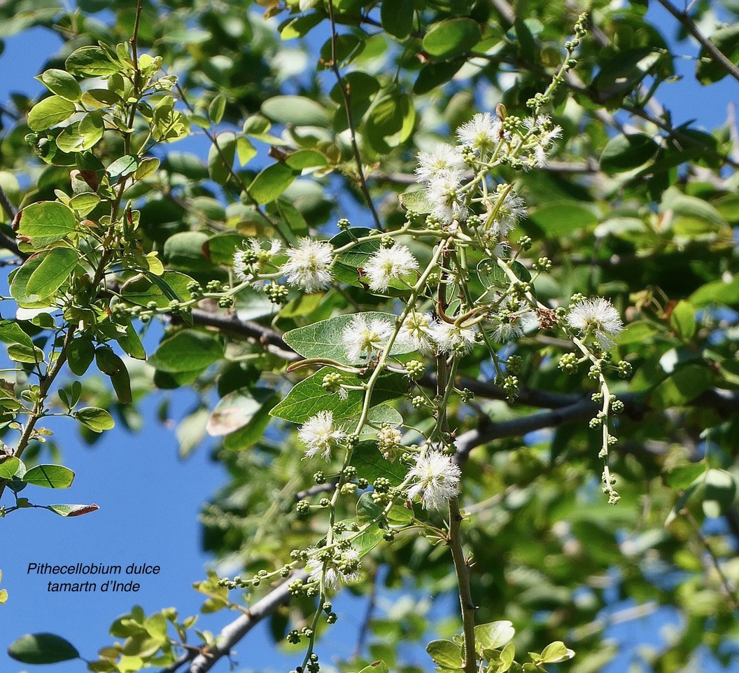 Pithecellobium dulce.tamarin d’Inde.fabaceae.amphinaturalisé..jpeg