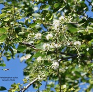 Pithecellobium dulce.tamarin d’Inde.fabaceae.amphinaturalisé..jpeg