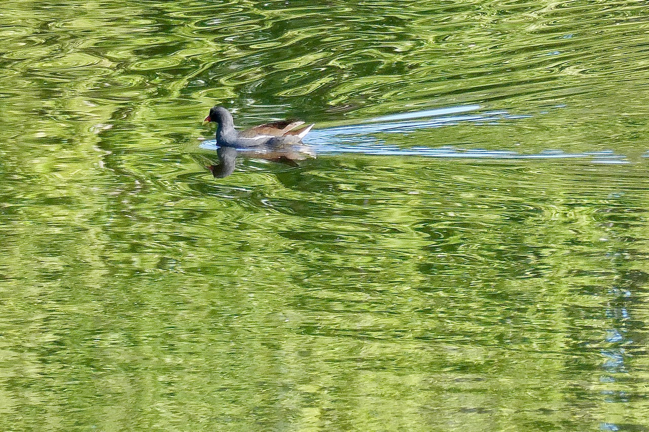 poule d'eau et son sillage P1104264.jpeg