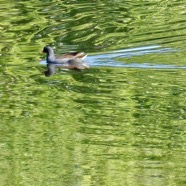 poule d'eau et son sillage P1104264.jpeg