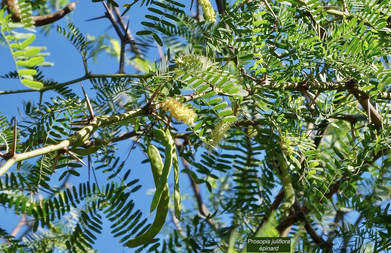 Prosopis juliflora.épinard.zacassi.fabaceae.espèce cultivée.amphinaturalisé.très envahissant..jpeg