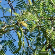 Prosopis juliflora.épinard.zacassi.fabaceae.espèce cultivée.amphinaturalisé.très envahissant..jpeg