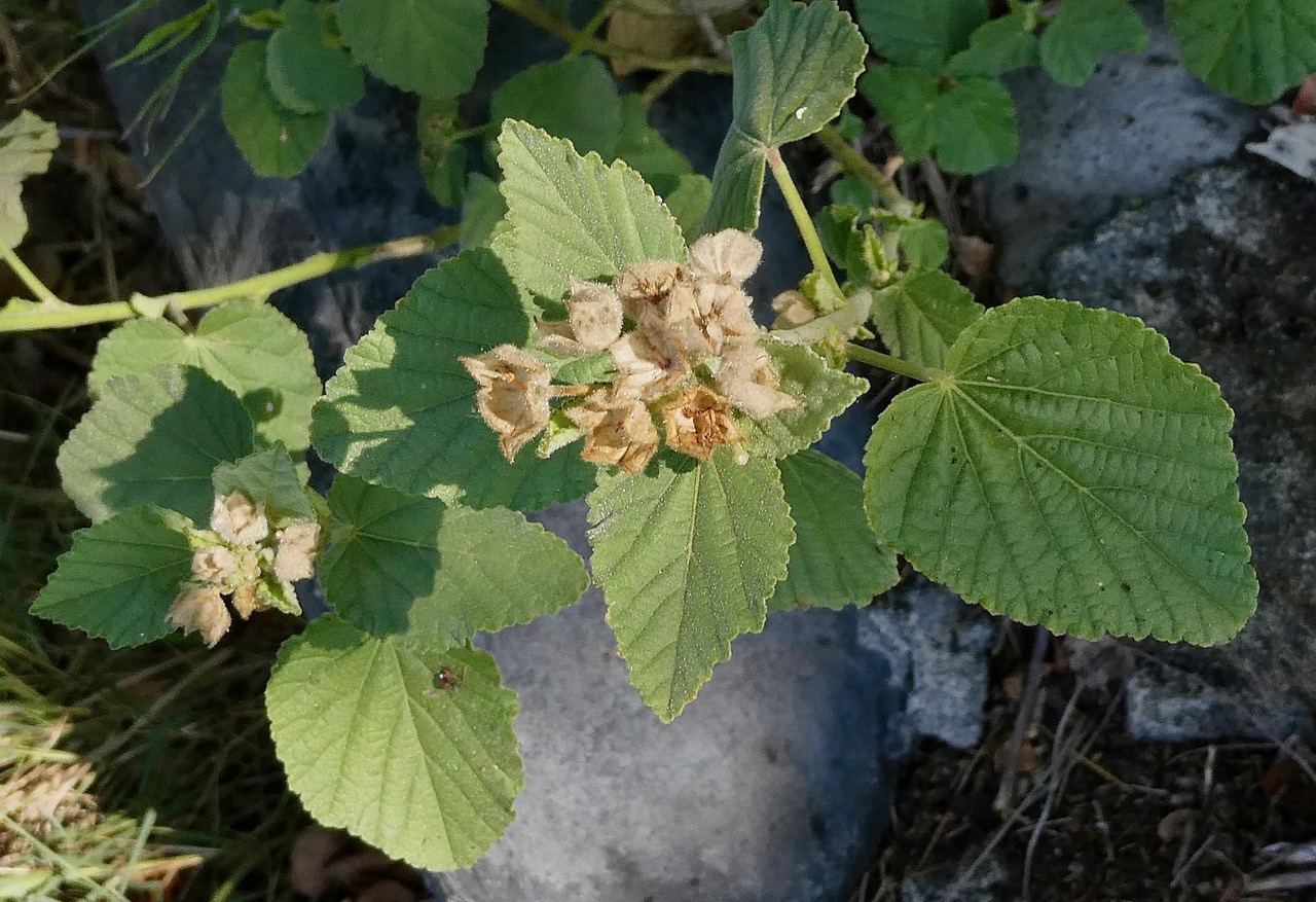 Sida cordifolia.herbe dure.malvaceae. (1).jpeg