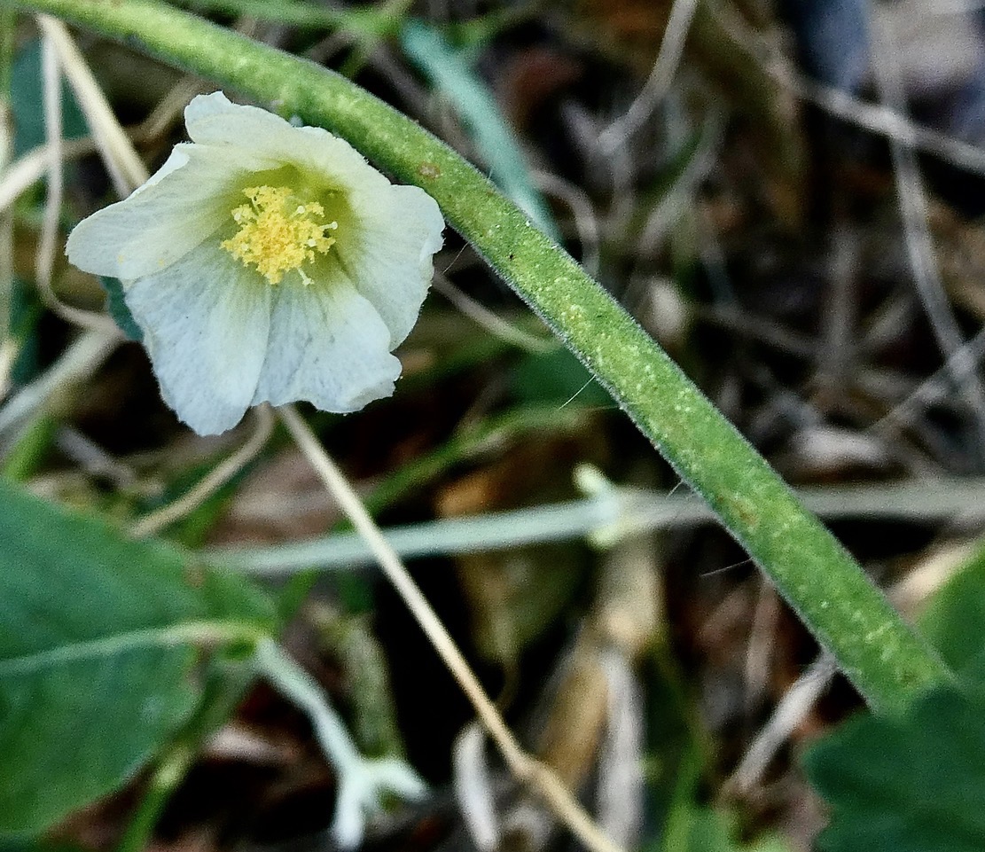 Sida cordifolia.herbe dure.malvaceae..jpeg