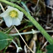 Sida cordifolia.herbe dure.malvaceae..jpeg