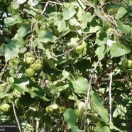 Thespesia populneoides.porché. bois de peinture.malvaceae.indigène Réunion?.jpeg