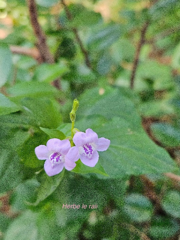 Asystasia gangenica Herbe le rail Acanthaceae E E 39.jpeg