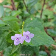 Asystasia gangenica Herbe le rail Acanthaceae E E 39.jpeg